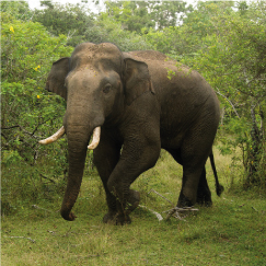 YALA NATIONAL PARK